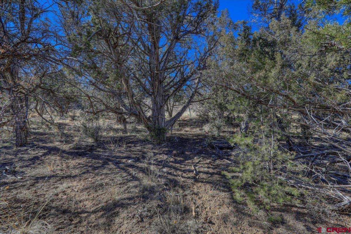 17580 Highway 151 Arboles, CO 81121 - Photo 20 of 35 a view of a yard