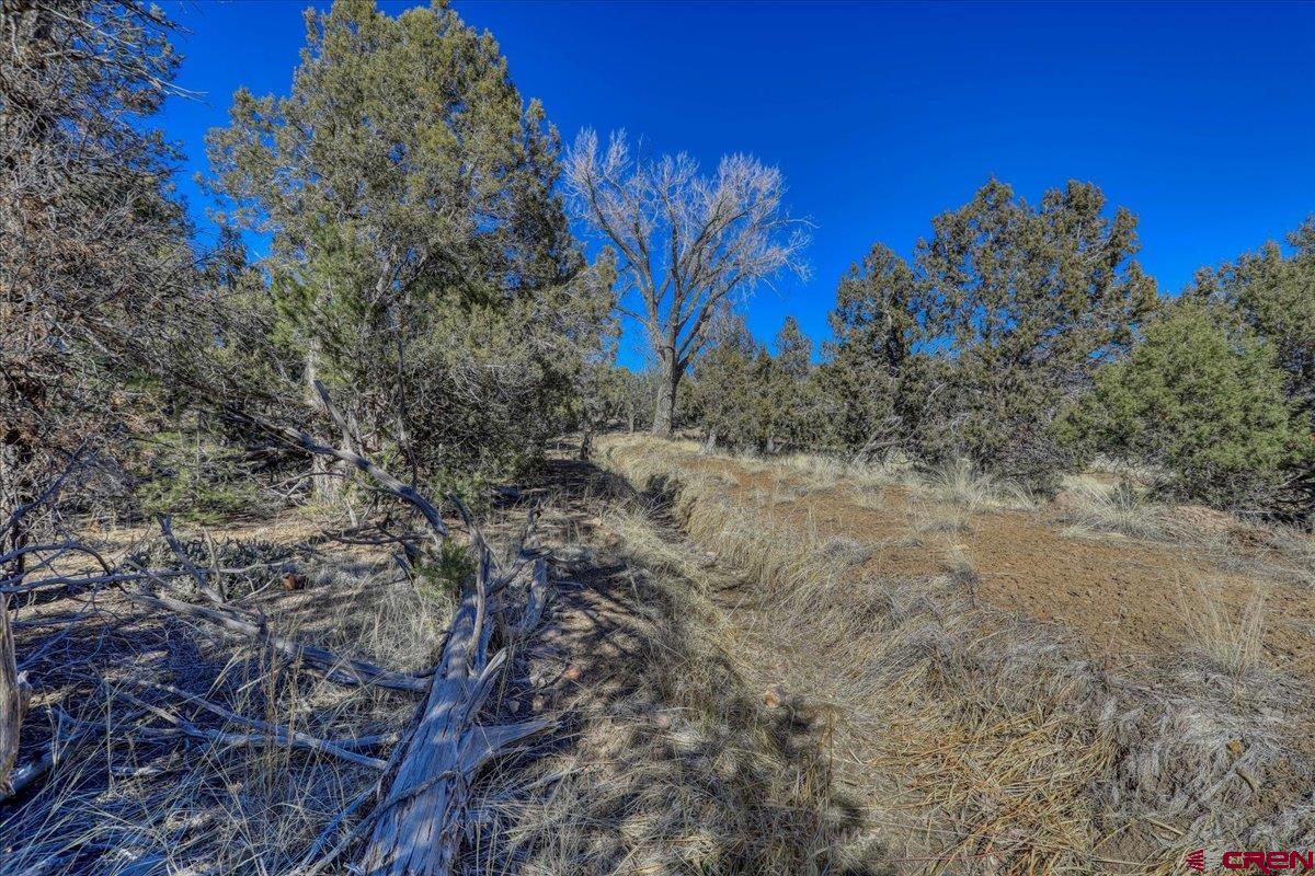 17580 Highway 151 Arboles, CO 81121 - Photo 21 of 35 a view of a yard with a tree