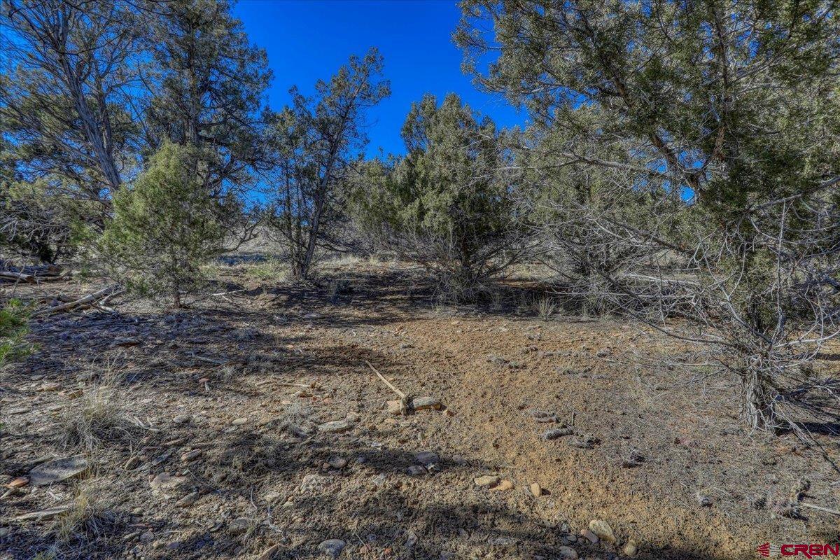 17580 Highway 151 Arboles, CO 81121 - Photo 22 of 35 a view of a yard with a tree