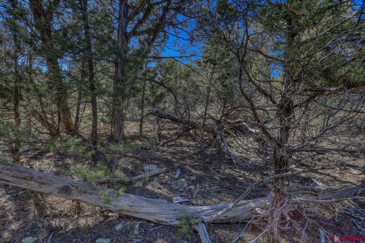 17580 Highway 151 Arboles, CO 81121 - Photo 23 of 35 a view of a forest with a tree