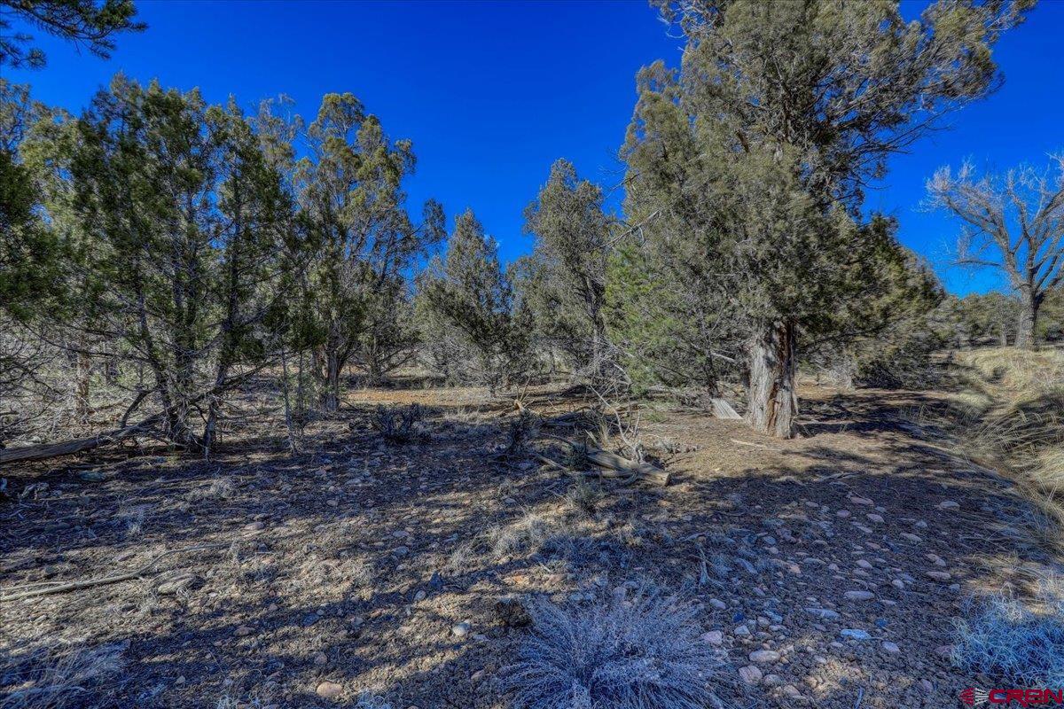 17580 Highway 151 Arboles, CO 81121 - Photo 24 of 35 a backyard of a house with lots of green space