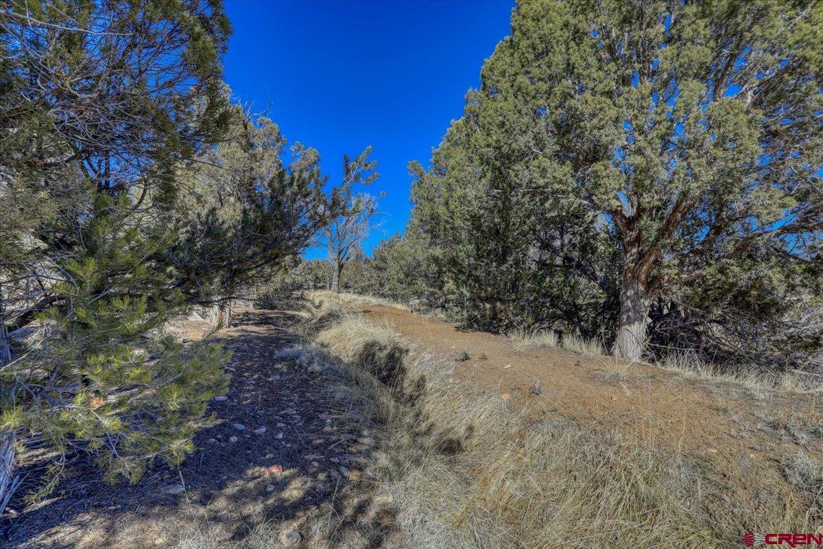 17580 Highway 151 Arboles, CO 81121 - Photo 25 of 35 a view of a dry yard with trees
