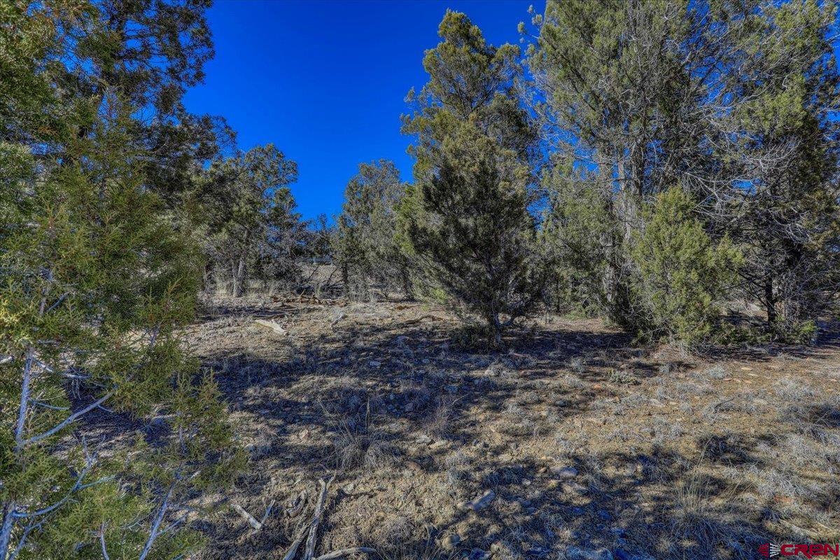 17580 Highway 151 Arboles, CO 81121 - Photo 26 of 35 a view of a yard with lots of bushes