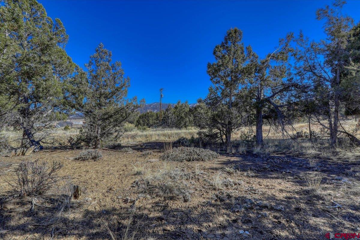 17580 Highway 151 Arboles, CO 81121 - Photo 27 of 35 a view of a yard with a tree