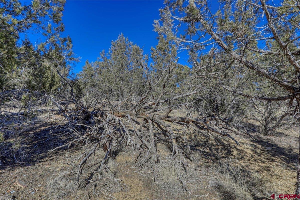 17580 Highway 151 Arboles, CO 81121 - Photo 28 of 35 a view of a yard with a tree