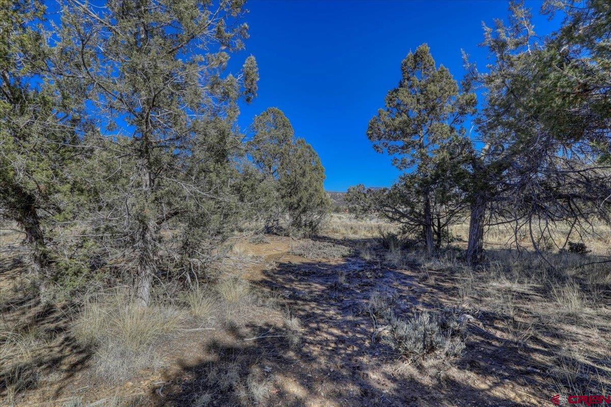 17580 Highway 151 Arboles, CO 81121 - Photo 29 of 35 a view of a dry yard with lots of green space