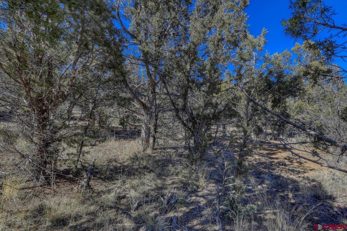 17580 Highway 151 Arboles, CO 81121 - Photo 30 of 35 a view of a forest with a tree