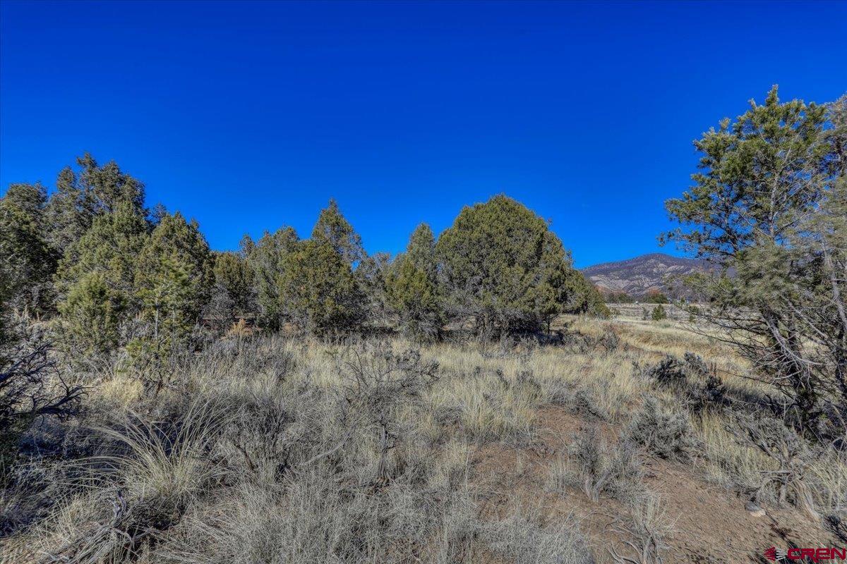 17580 Highway 151 Arboles, CO 81121 - Photo 3 of 35 a view of a dry yard with large trees