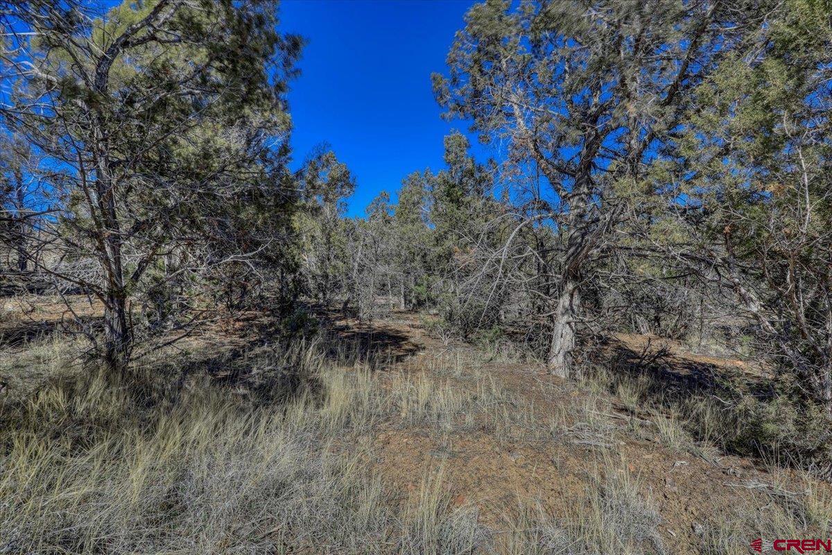 17580 Highway 151 Arboles, CO 81121 - Photo 31 of 35 a view of a dry yard with trees