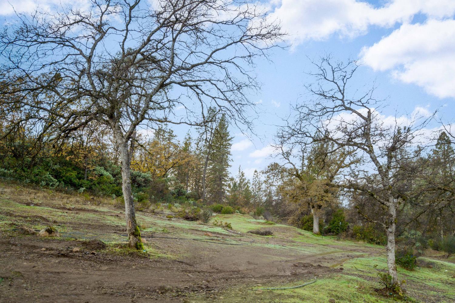11838 Flying T Road Penn Valley, CA 95946 - Photo 17 of 42 a view of a yard with large trees