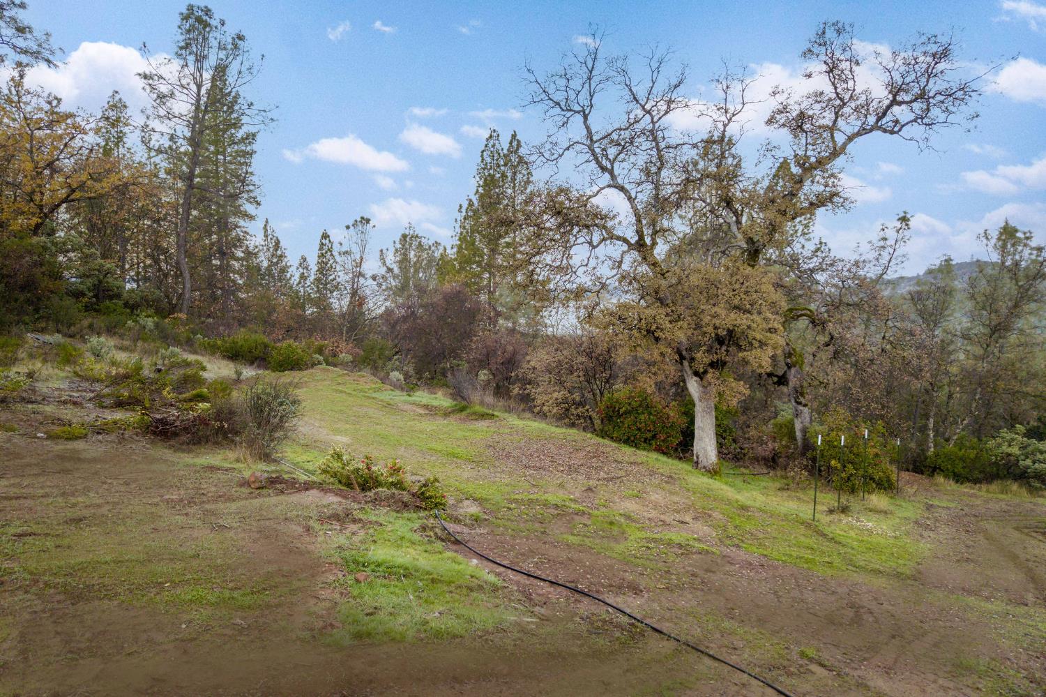 11838 Flying T Road Penn Valley, CA 95946 - Photo 22 of 42 a view of a yard with large trees
