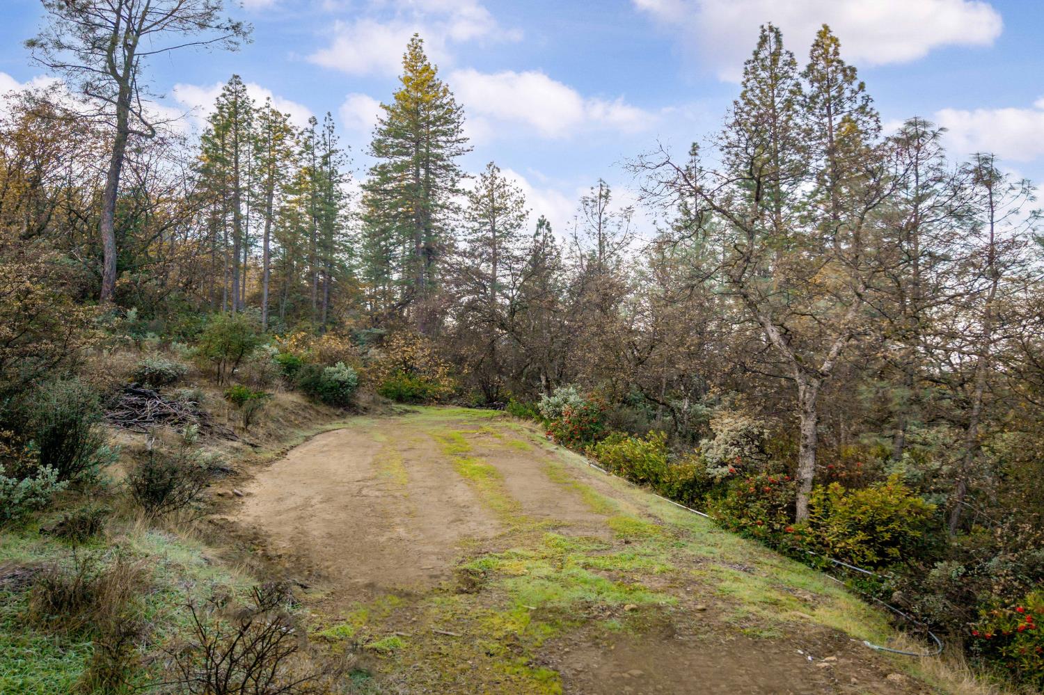11838 Flying T Road Penn Valley, CA 95946 - Photo 25 of 42 a view of a yard with trees in the background