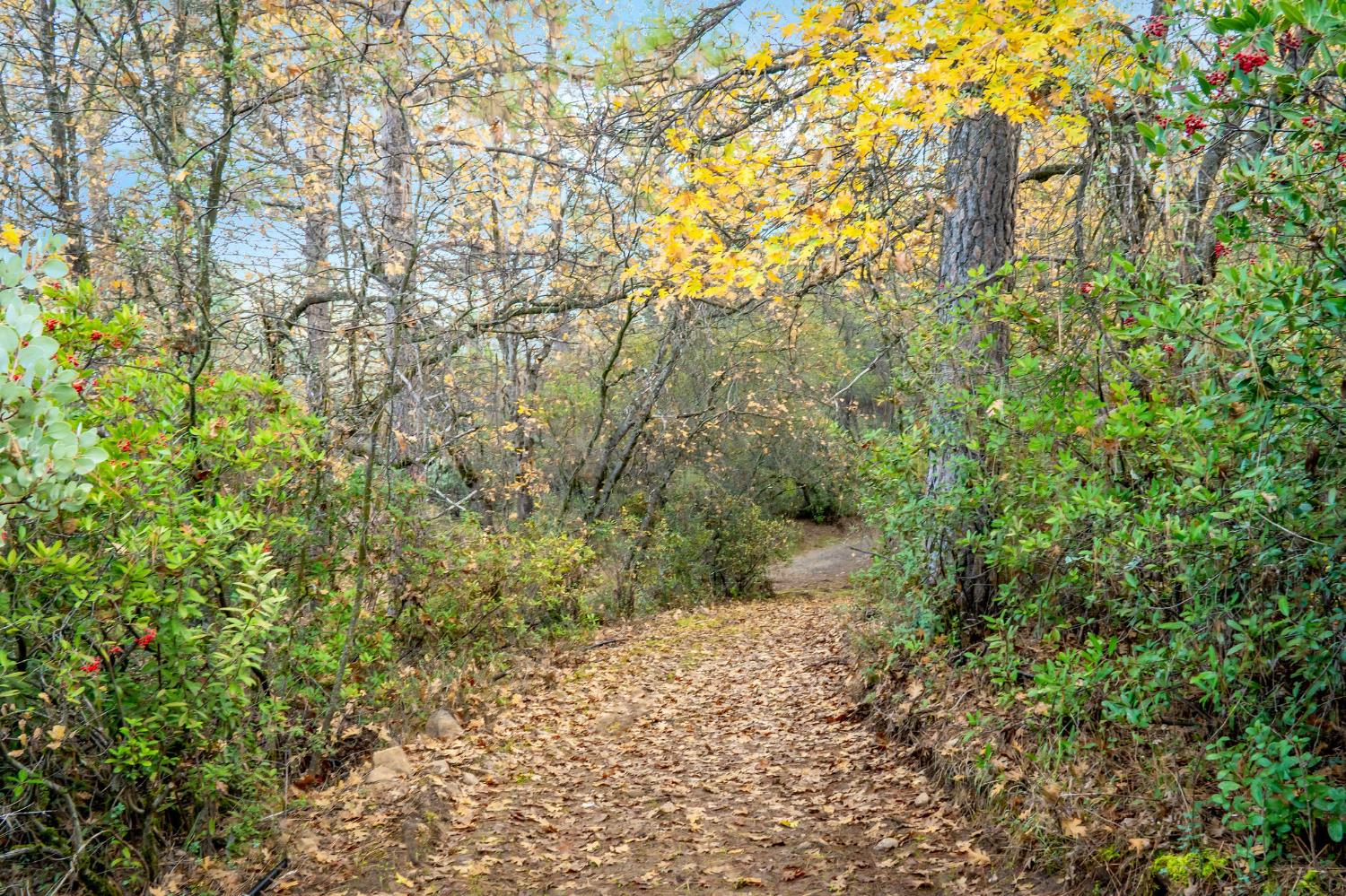 11838 Flying T Road Penn Valley, CA 95946 - Photo 31 of 42 a view of a yard with plants and tree