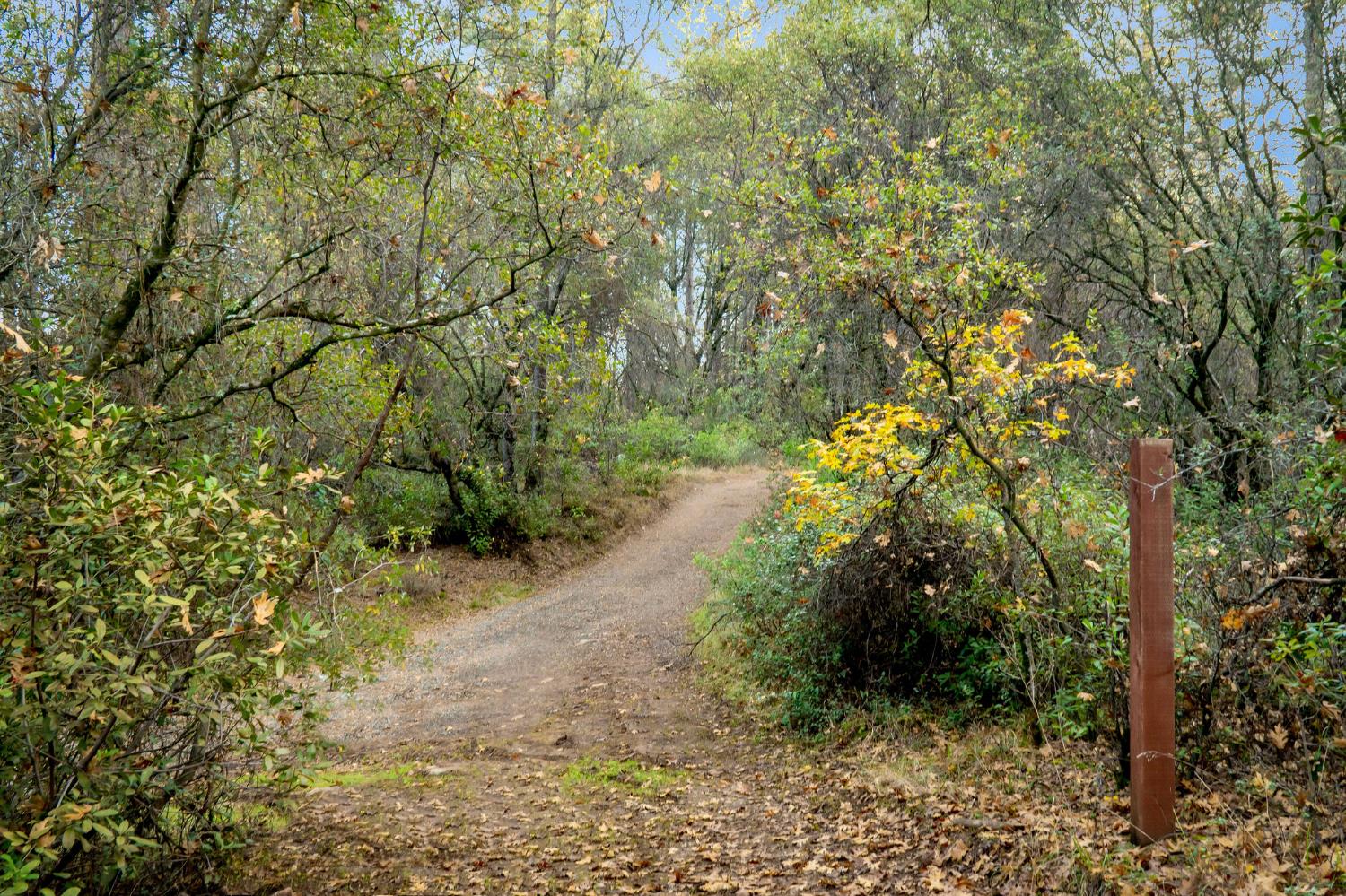 11838 Flying T Road Penn Valley, CA 95946 - Photo 32 of 42 a view of a forest with trees in the background