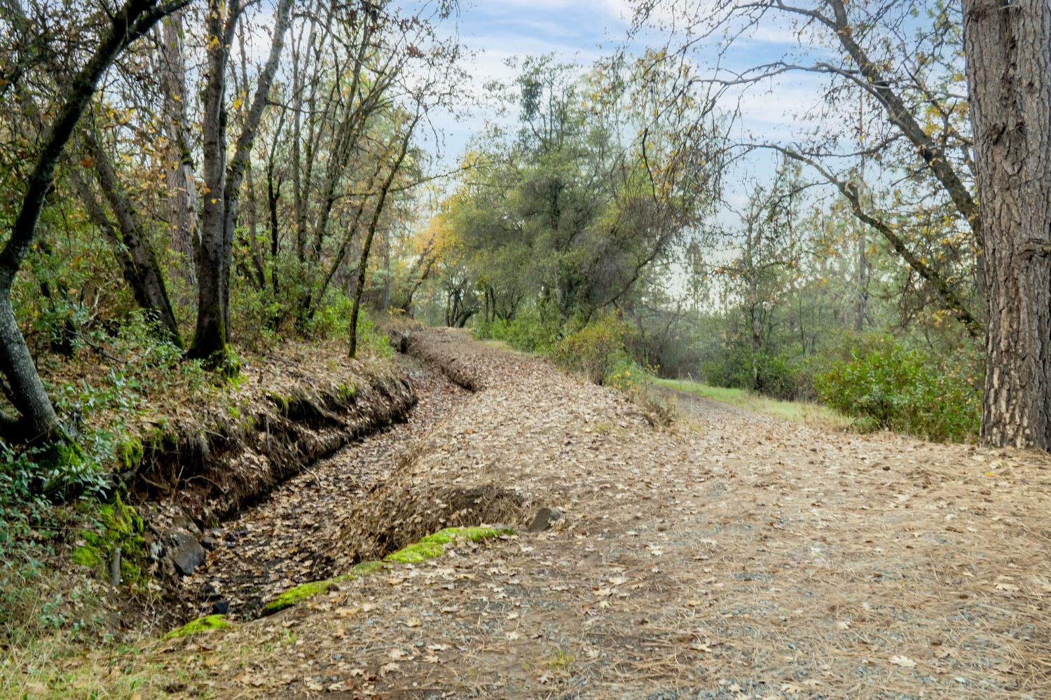 11838 Flying T Road Penn Valley, CA 95946 - Photo 33 of 42 a view of a dry yard with trees