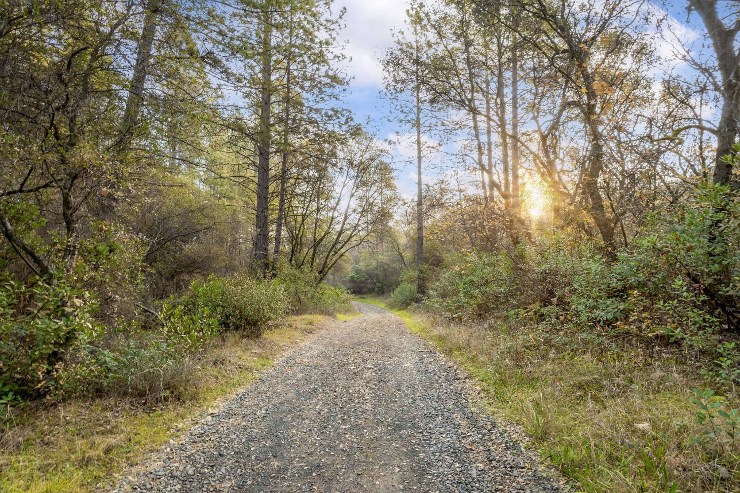 11838 Flying T Road Penn Valley, CA 95946 - Photo 7 of 42 a view of a forest filled with trees
