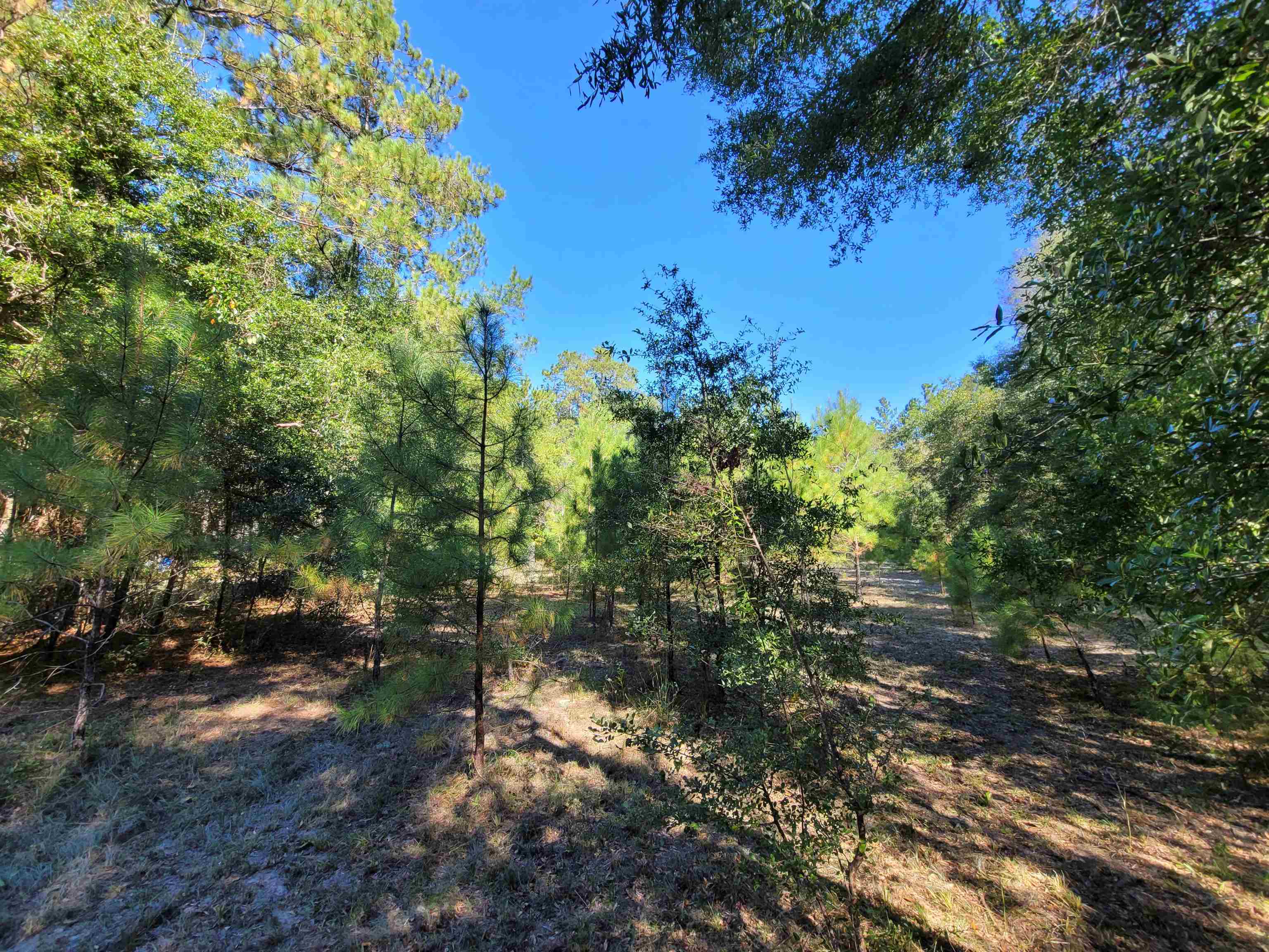 Lot 3 Cap Tram Road Tallahassee, FL 32317 - Photo 1 of 10 Gallery Image 1