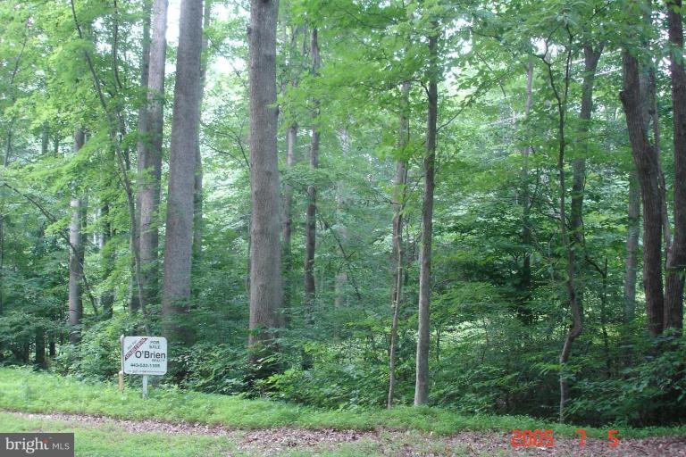 Stinnett Road, Unit 3 Huntingtown, MD 20639 - Photo 1 of 1 a view of a forest that has large trees