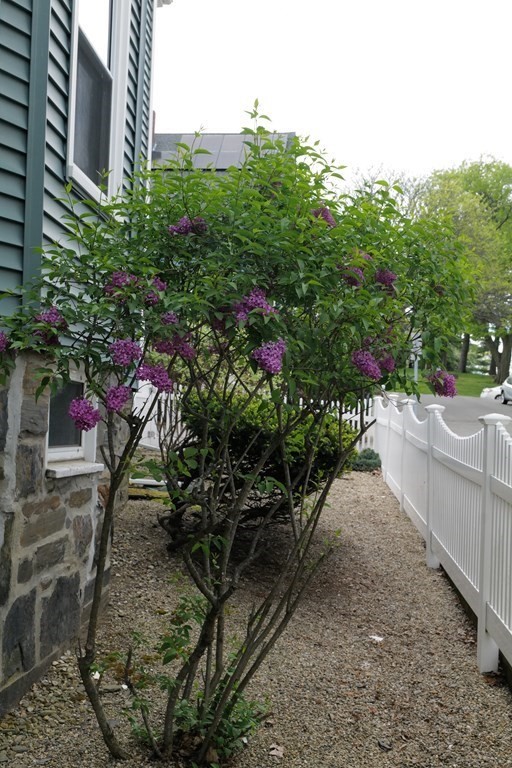 33 Bay State Avenue, Unit 1 Somerville, MA 02144 - Photo 19 of 23 a view of a yard with plants
