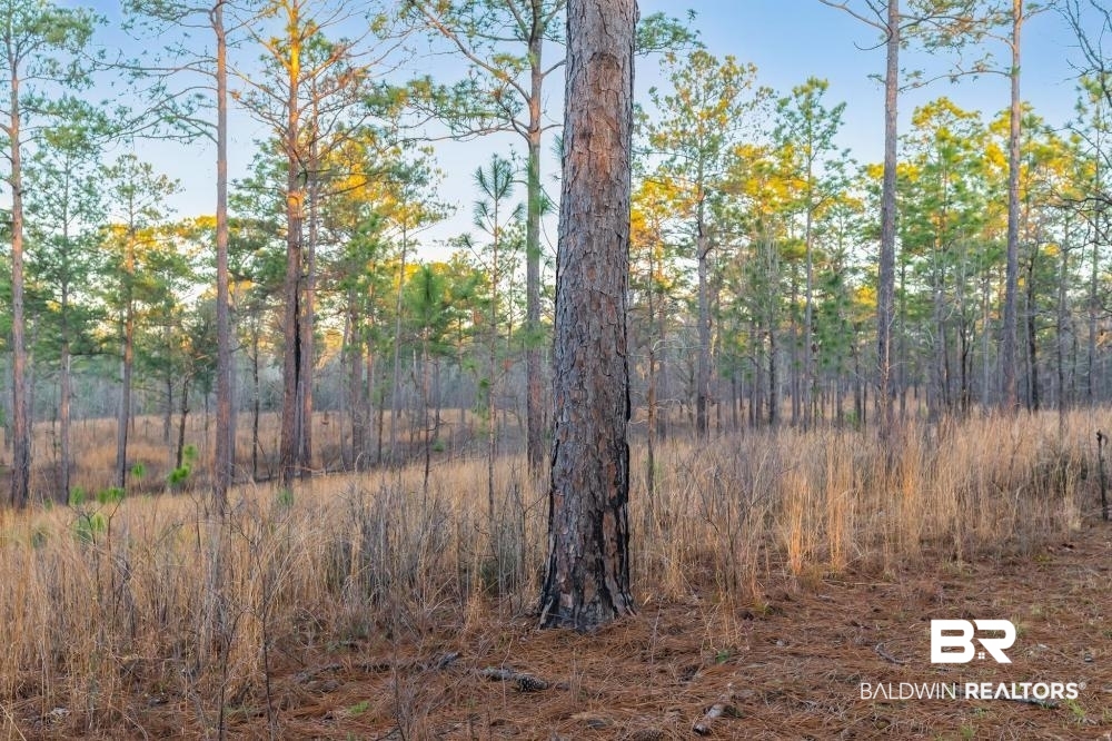 0 Private Road Millry, AL 36558 - Photo 50 of 50