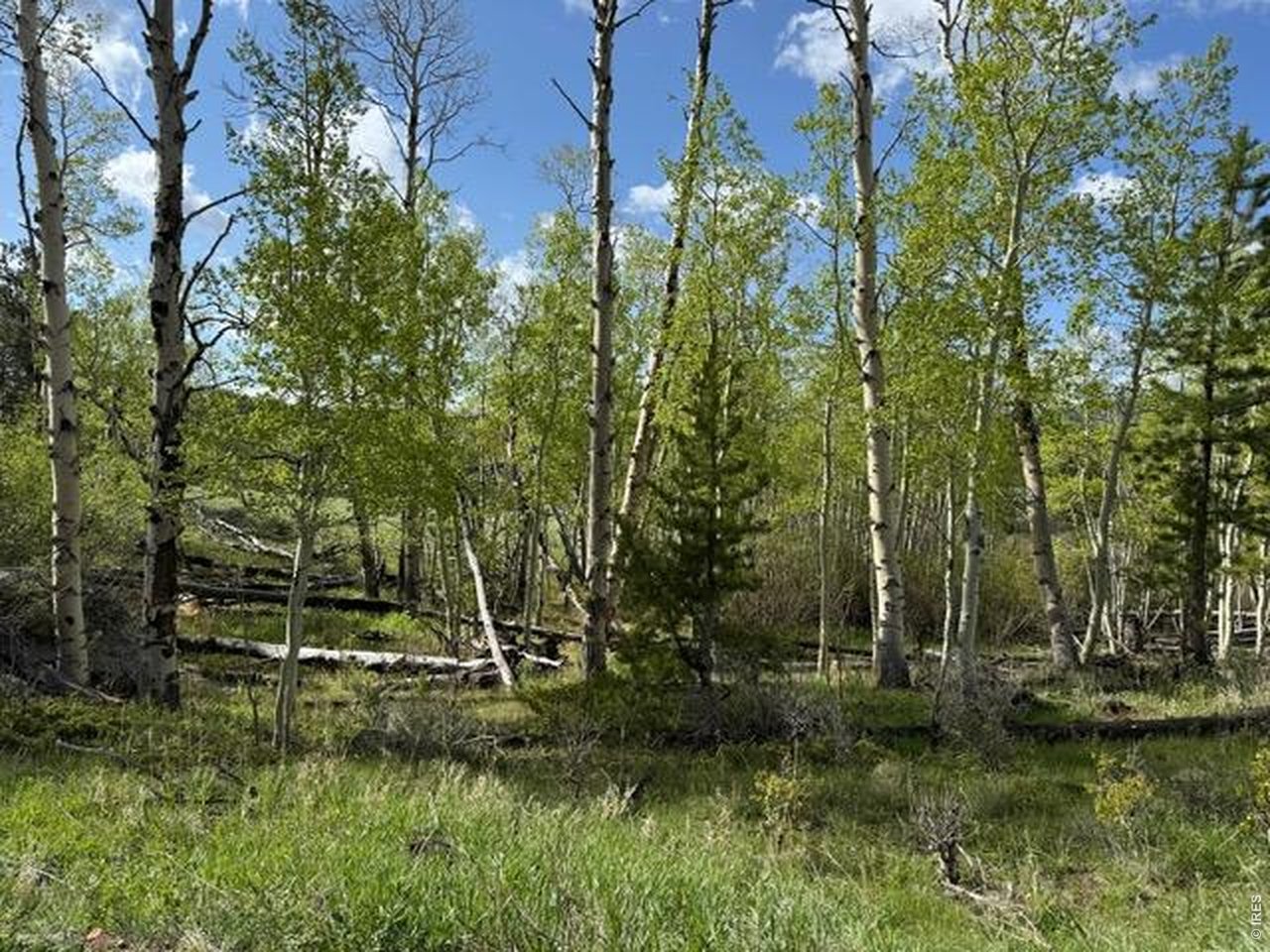 137 Cimarron Road Red Feather Lakes, CO 80545 - Photo 9 of 17 Gallery Image 9