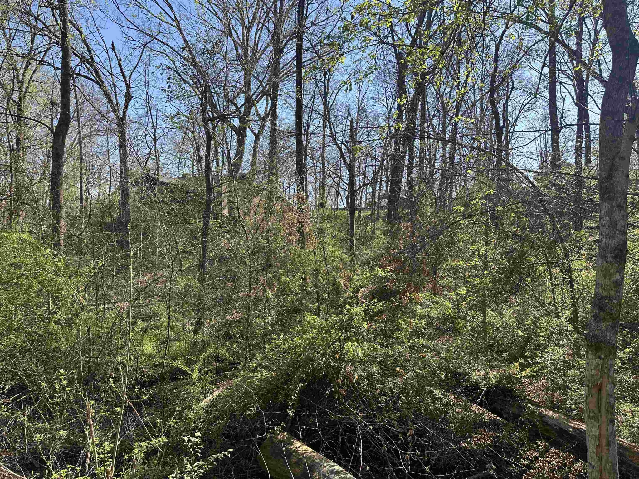 0 Crump Landing Road Crump, TN 38327 - Photo 3 of 10 a view of forest