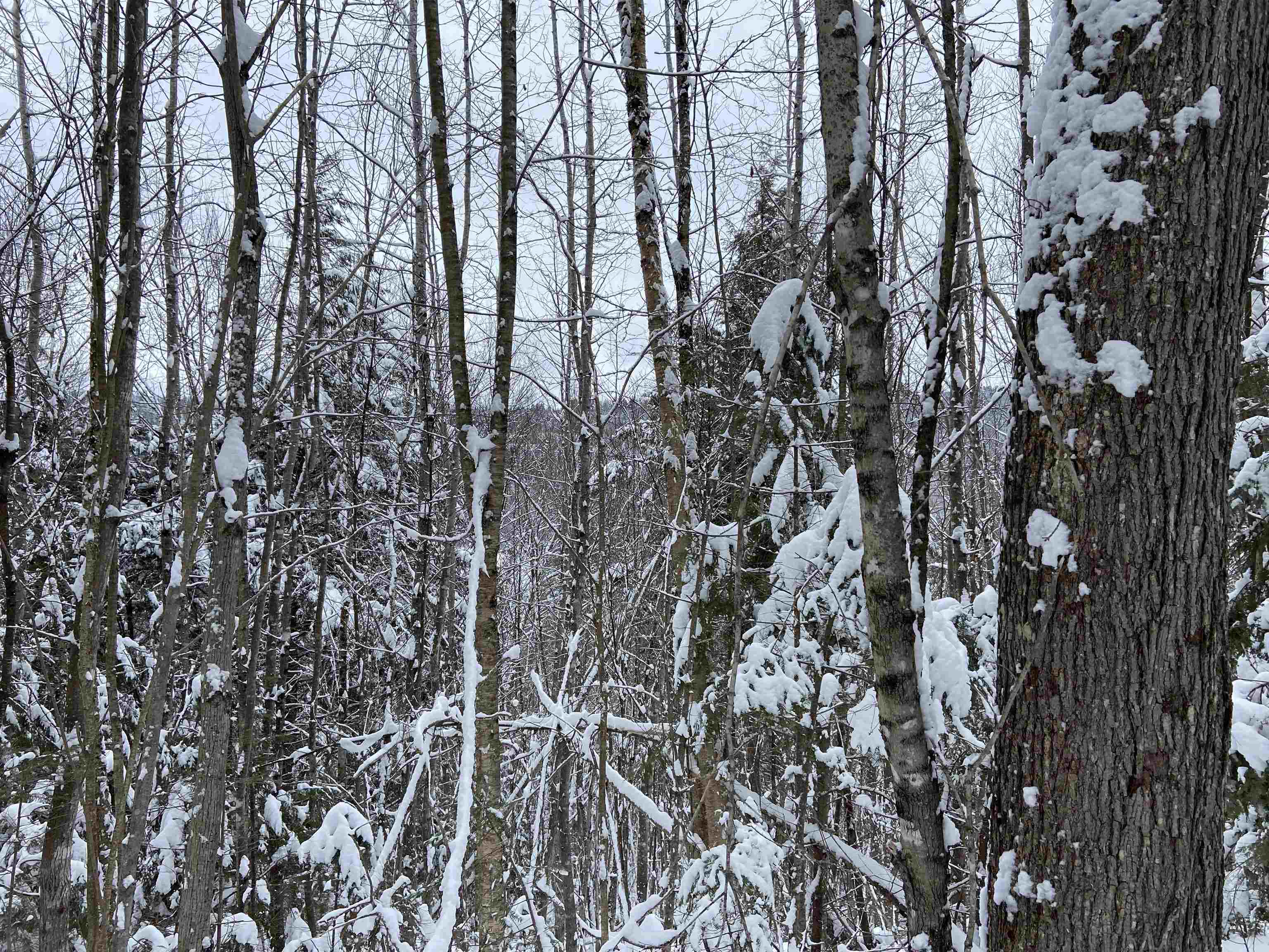 0 Fall Brook Road, Unit 4 Lyndonville, VT 05851 - Photo 13 of 60