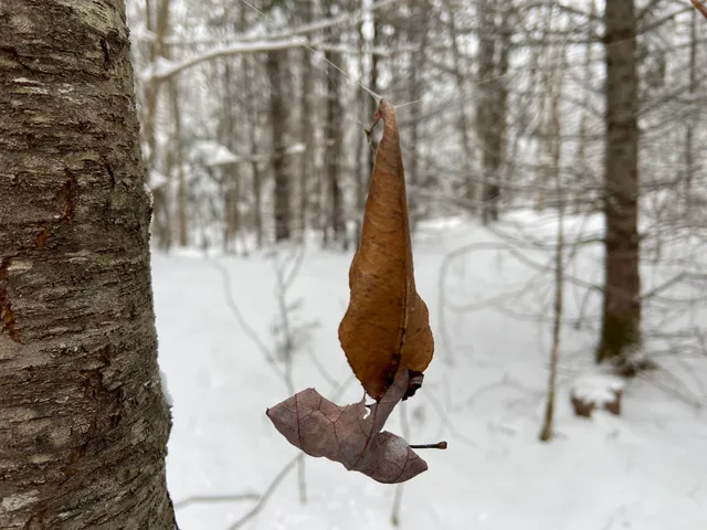 $75,000 | 0 Fall Brook Road, Unit 4, Lyndonville, VT 05851