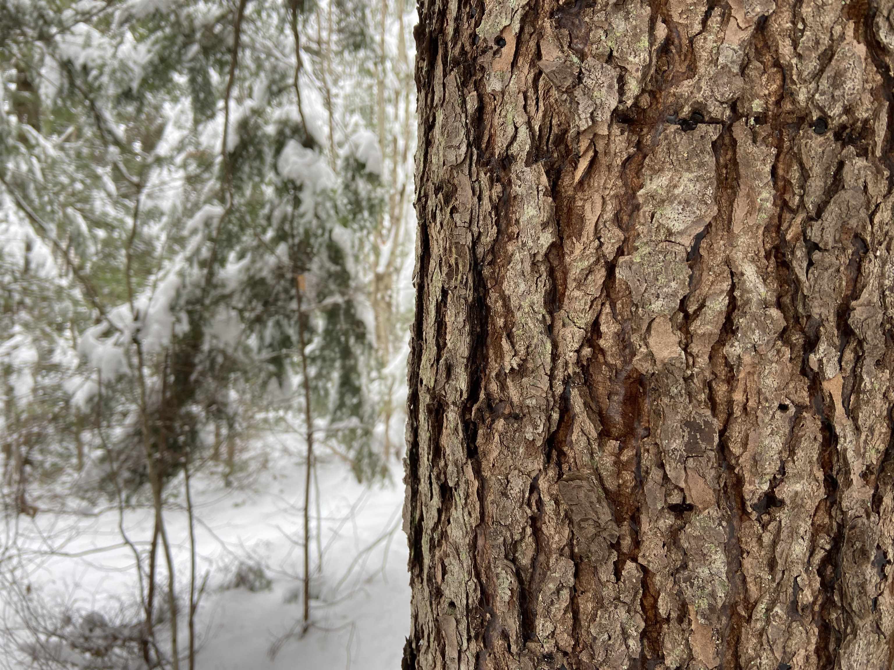 0 Fall Brook Road, Unit 4 Lyndonville, VT 05851 - Photo 27 of 60