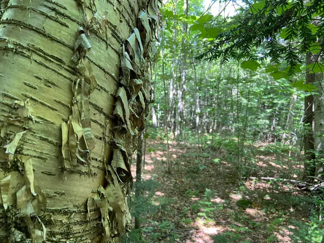 $75,000 | 0 Fall Brook Road, Unit 4, Lyndonville, VT 05851