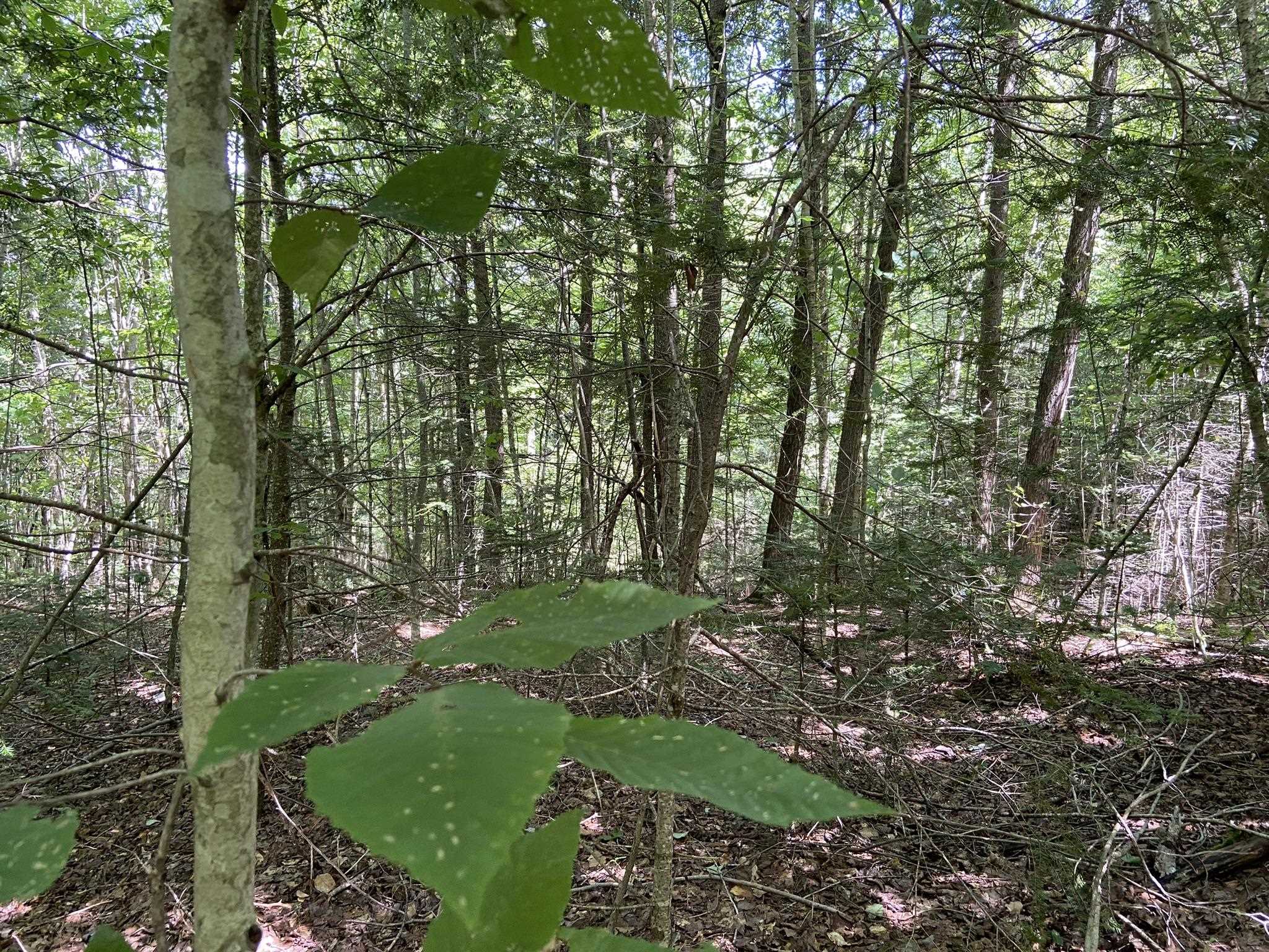 0 Fall Brook Road, Unit 4 Lyndonville, VT 05851 - Photo 34 of 60
