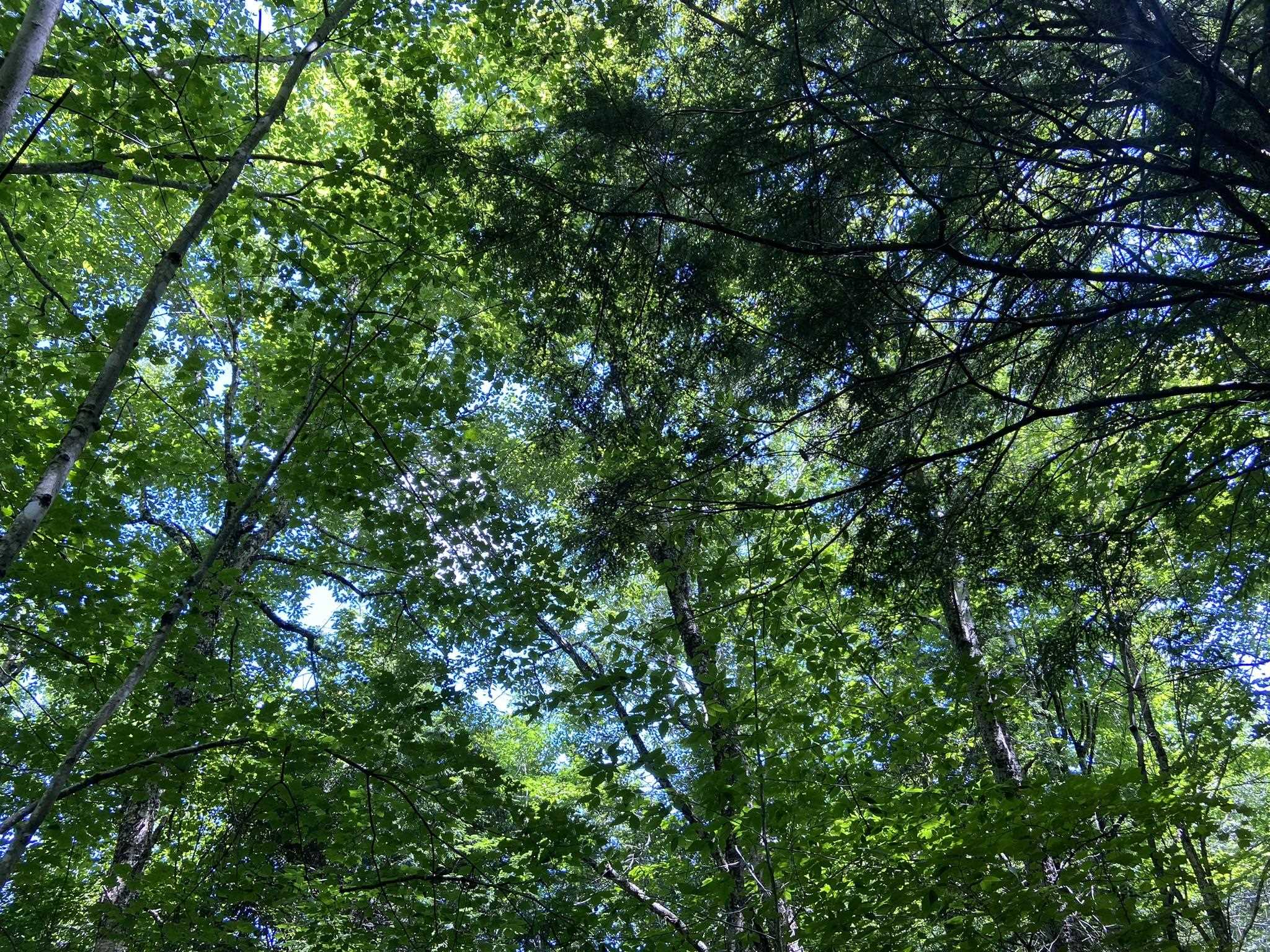 0 Fall Brook Road, Unit 4 Lyndonville, VT 05851 - Photo 37 of 60