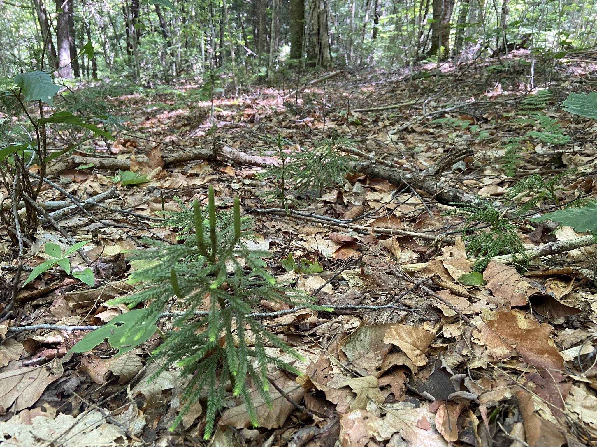 0 Fall Brook Road, Unit 4 Lyndonville, VT 05851 - Photo 38 of 60