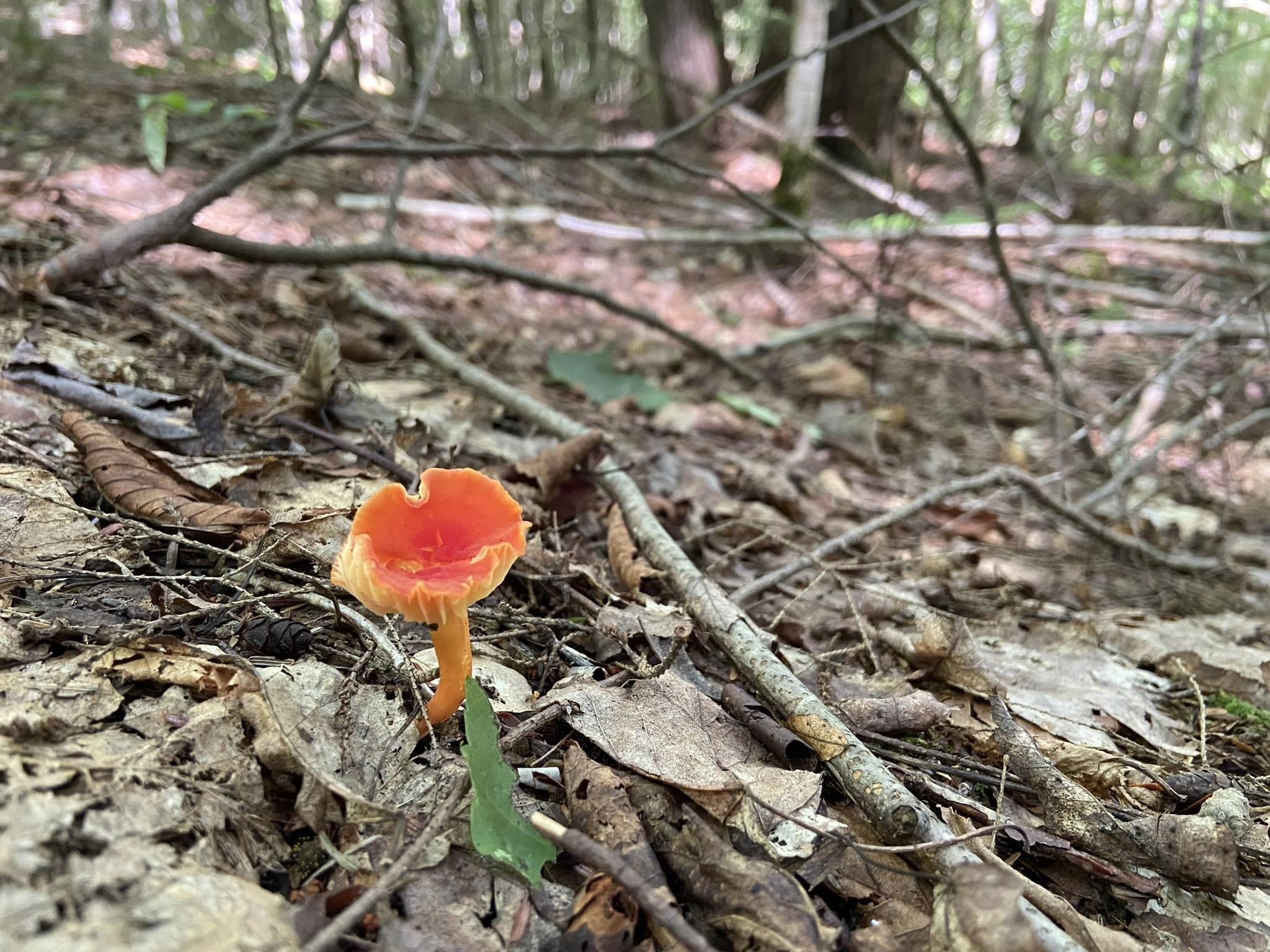 0 Fall Brook Road, Unit 4 Lyndonville, VT 05851 - Photo 40 of 60