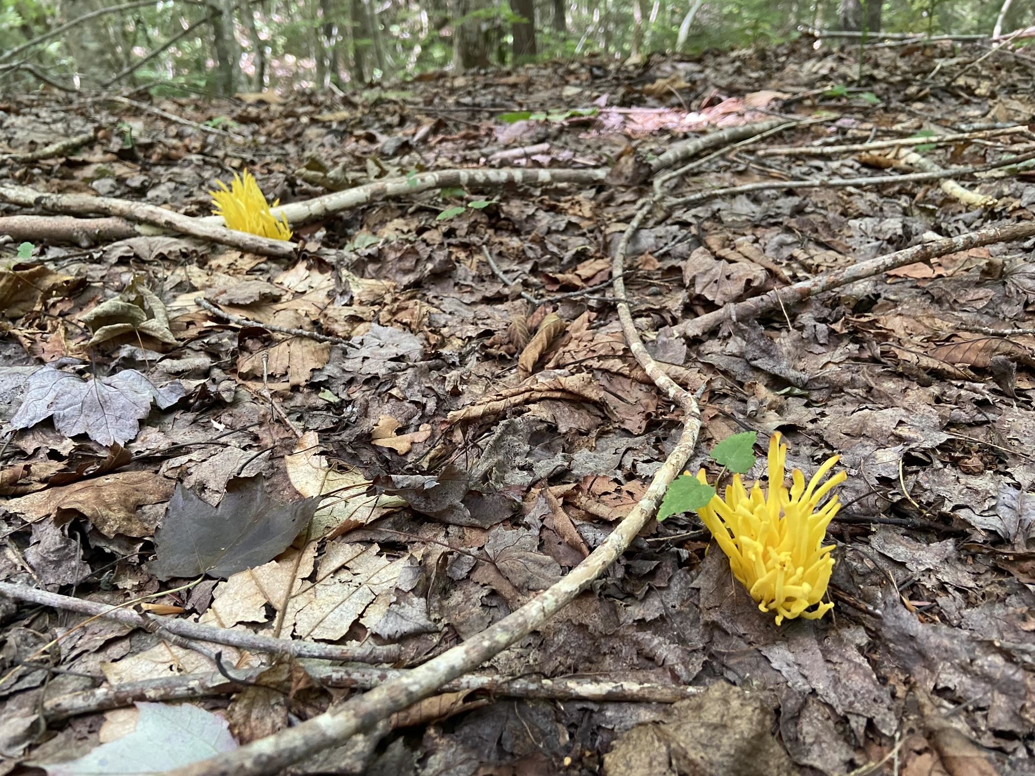 0 Fall Brook Road, Unit 4 Lyndonville, VT 05851 - Photo 44 of 60