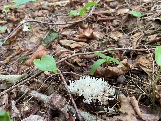 $75,000 | 0 Fall Brook Road, Unit 4, Lyndonville, VT 05851