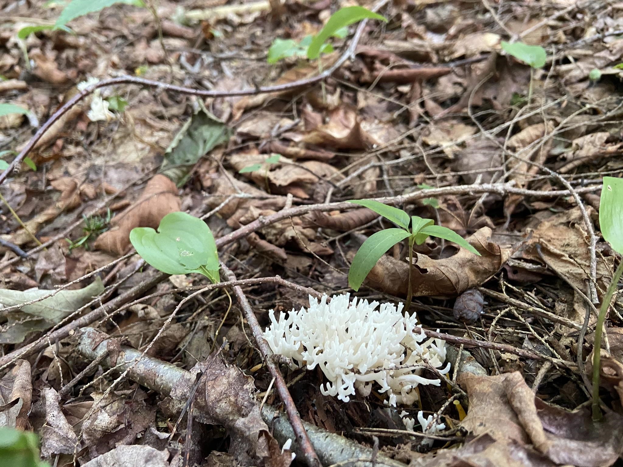 0 Fall Brook Road, Unit 4 Lyndonville, VT 05851 - Photo 45 of 60