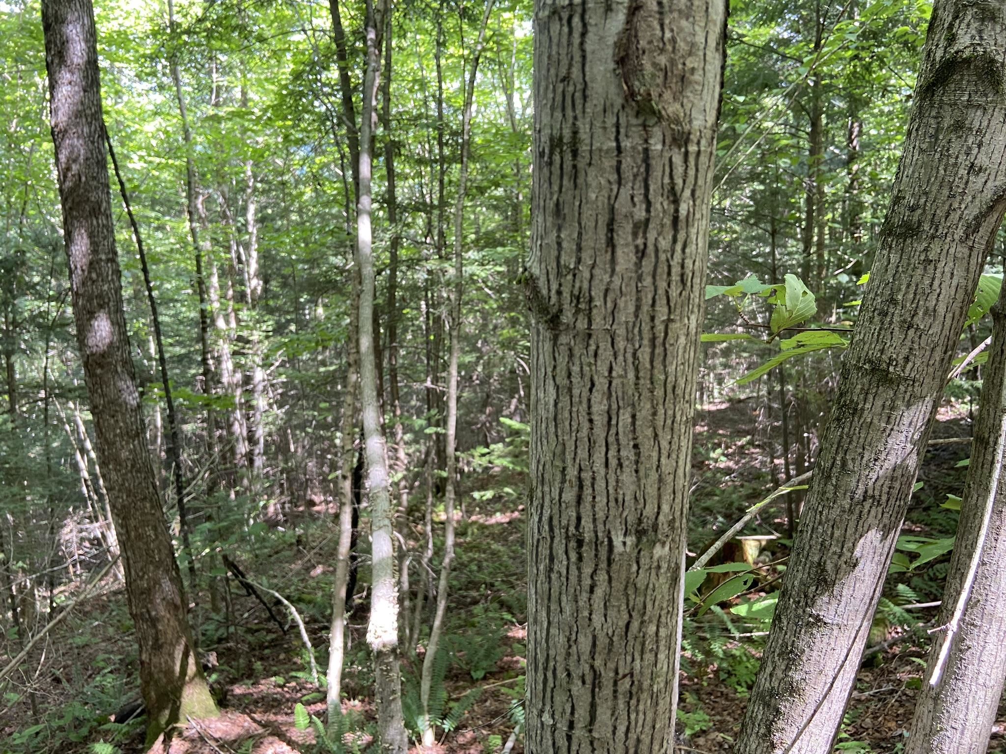 0 Fall Brook Road, Unit 4 Lyndonville, VT 05851 - Photo 46 of 60