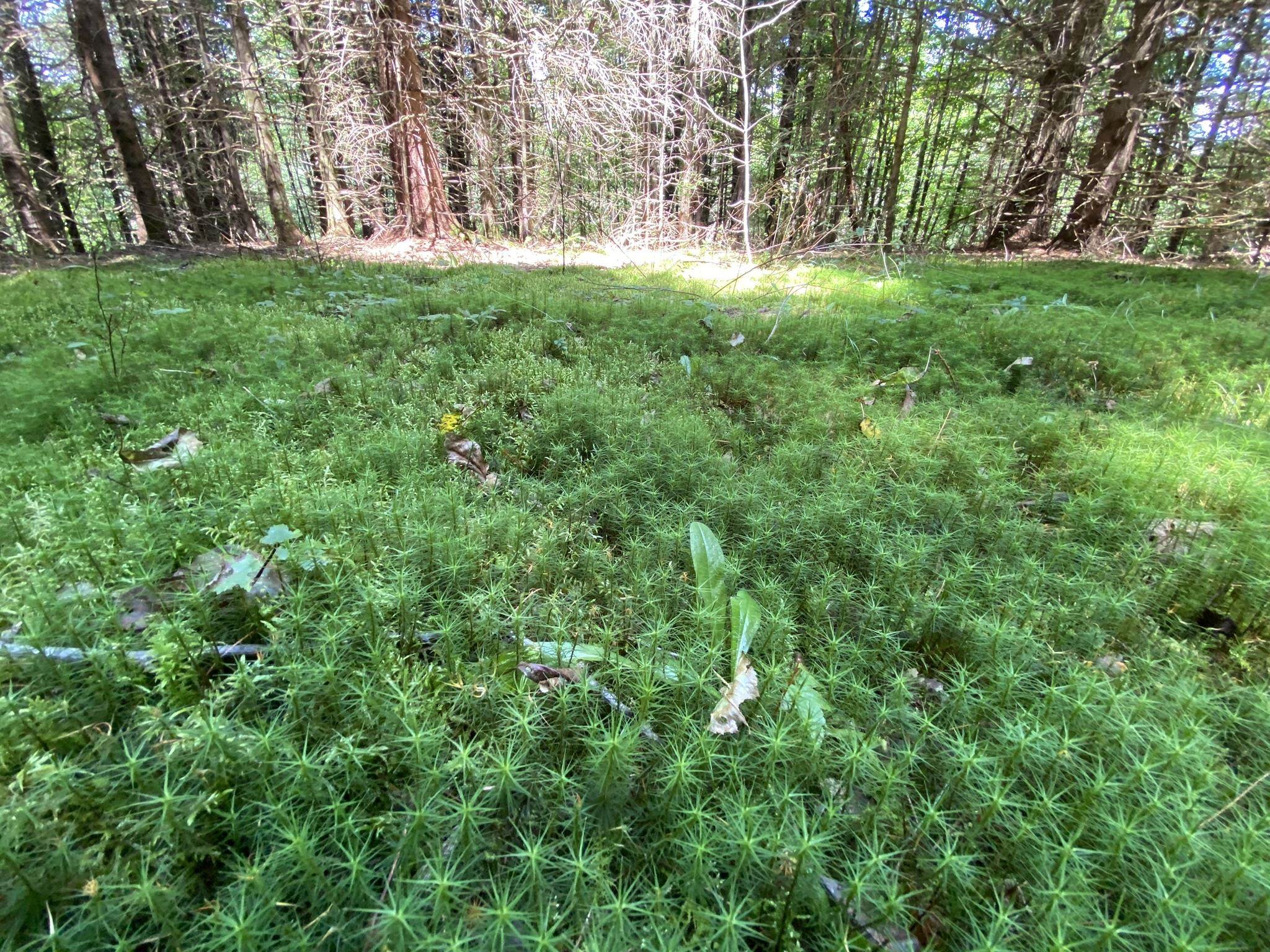 0 Fall Brook Road, Unit 4 Lyndonville, VT 05851 - Photo 53 of 60