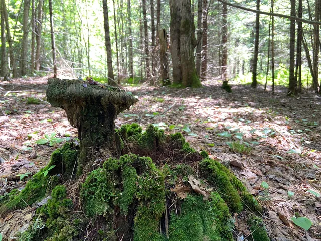 $75,000 | 0 Fall Brook Road, Unit 4, Lyndonville, VT 05851