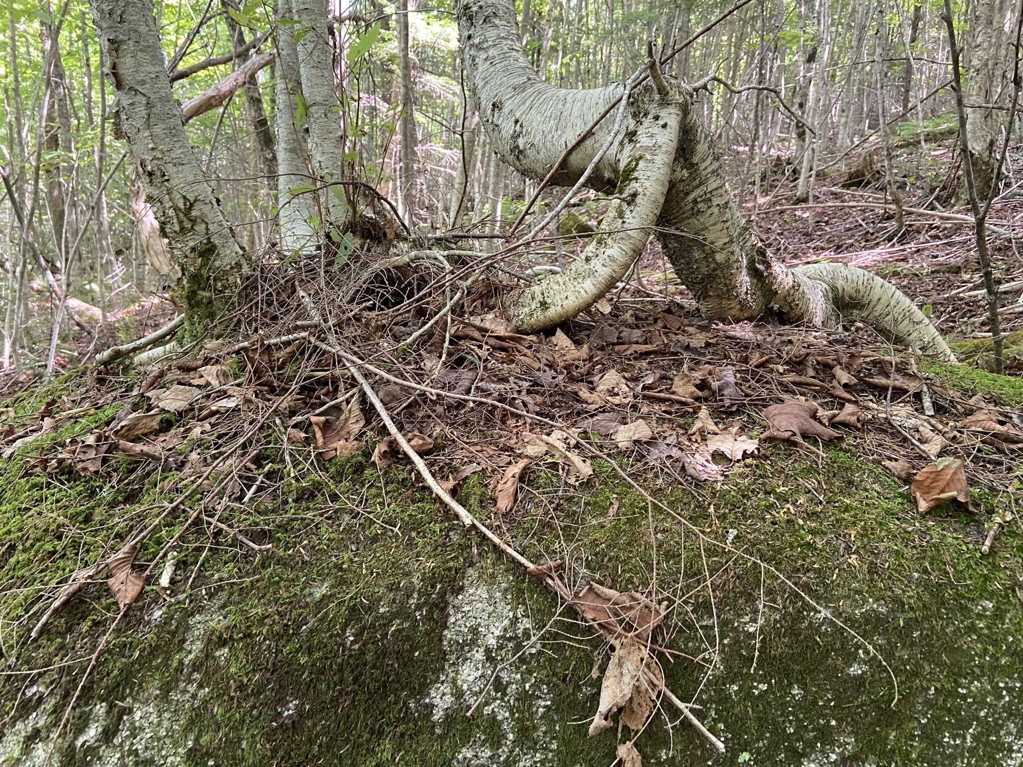 0 Fall Brook Road, Unit 4 Lyndonville, VT 05851 - Photo 60 of 60