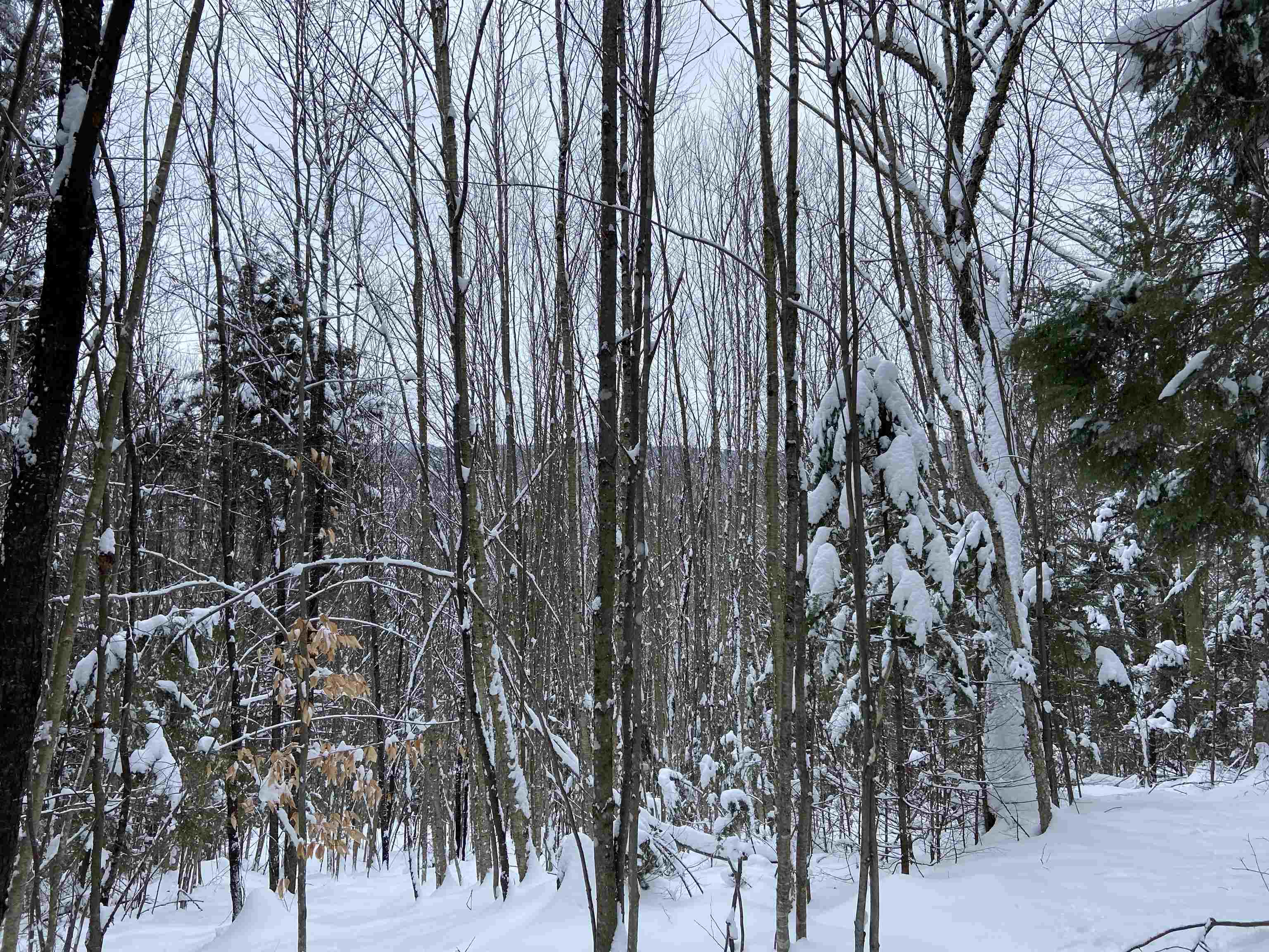 0 Fall Brook Road, Unit 4 Lyndonville, VT 05851 - Photo 9 of 60
