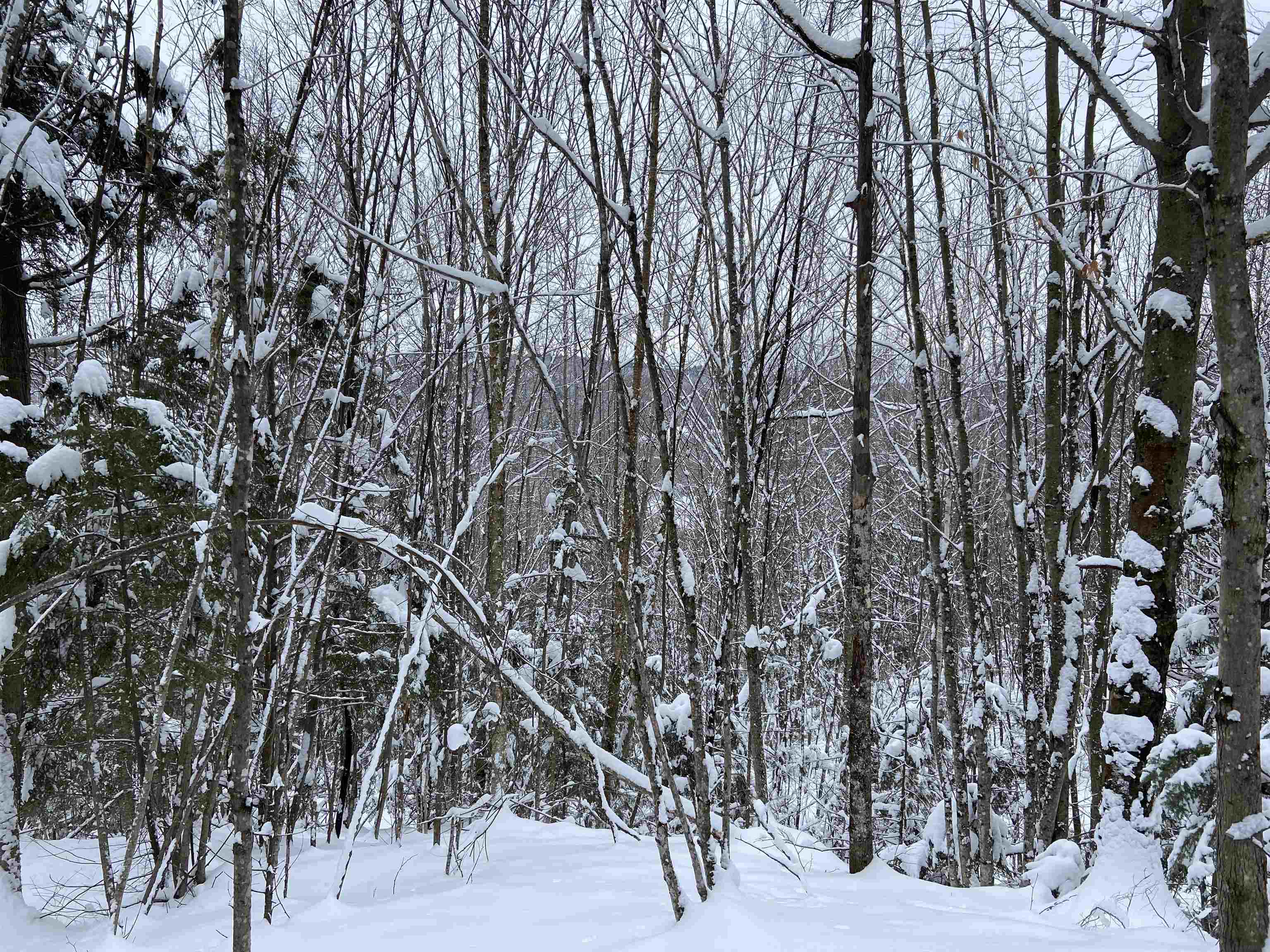 0 Fall Brook Road, Unit 4 Lyndonville, VT 05851 - Photo 10 of 60