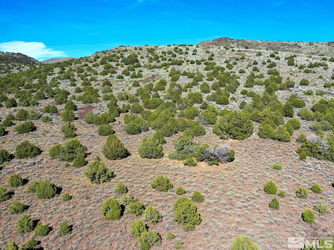 Wilcox Ranch Reno, NV 89510 - Photo 9 of 22 a view of a large yard with lots of trees