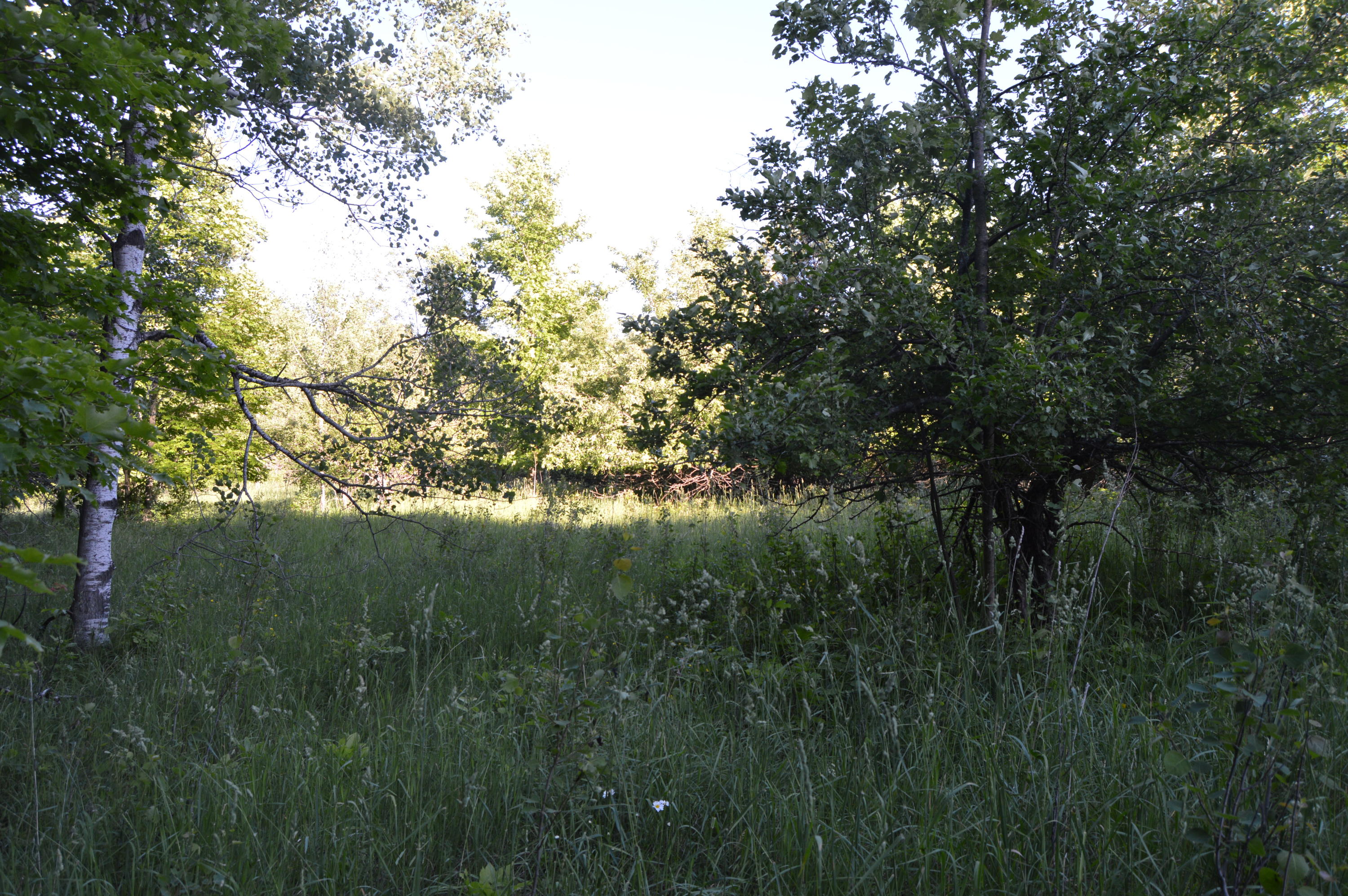 Xxx Munger Road Carp Lake, MI 49718 - Photo 4 of 15 Gallery Image 4