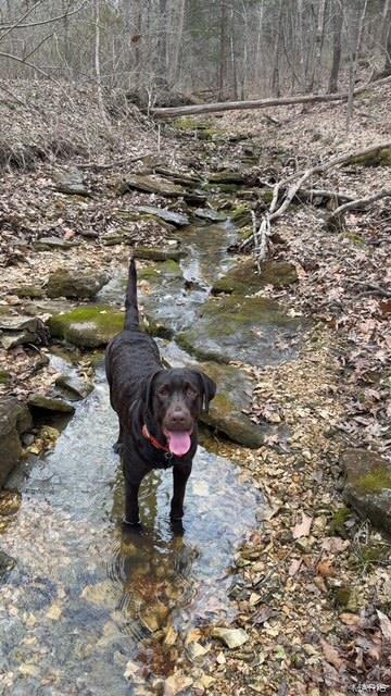 222 Scanland Farm Road Montgomery City, MO 63361 - Photo 67 of 71