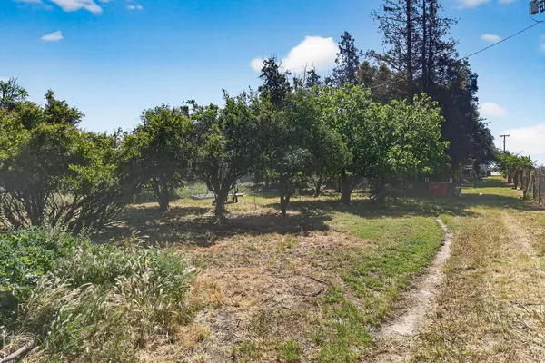 a view of a yard with plants and trees