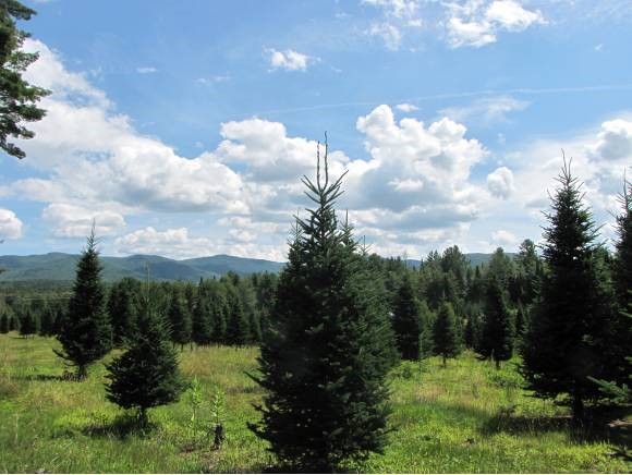 Lot #4 Lawrence Farm Road Morristown, VT 05661 - Photo 5 of 6