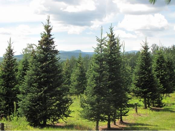 Lot #4 Lawrence Farm Road Morristown, VT 05661 - Photo 6 of 6