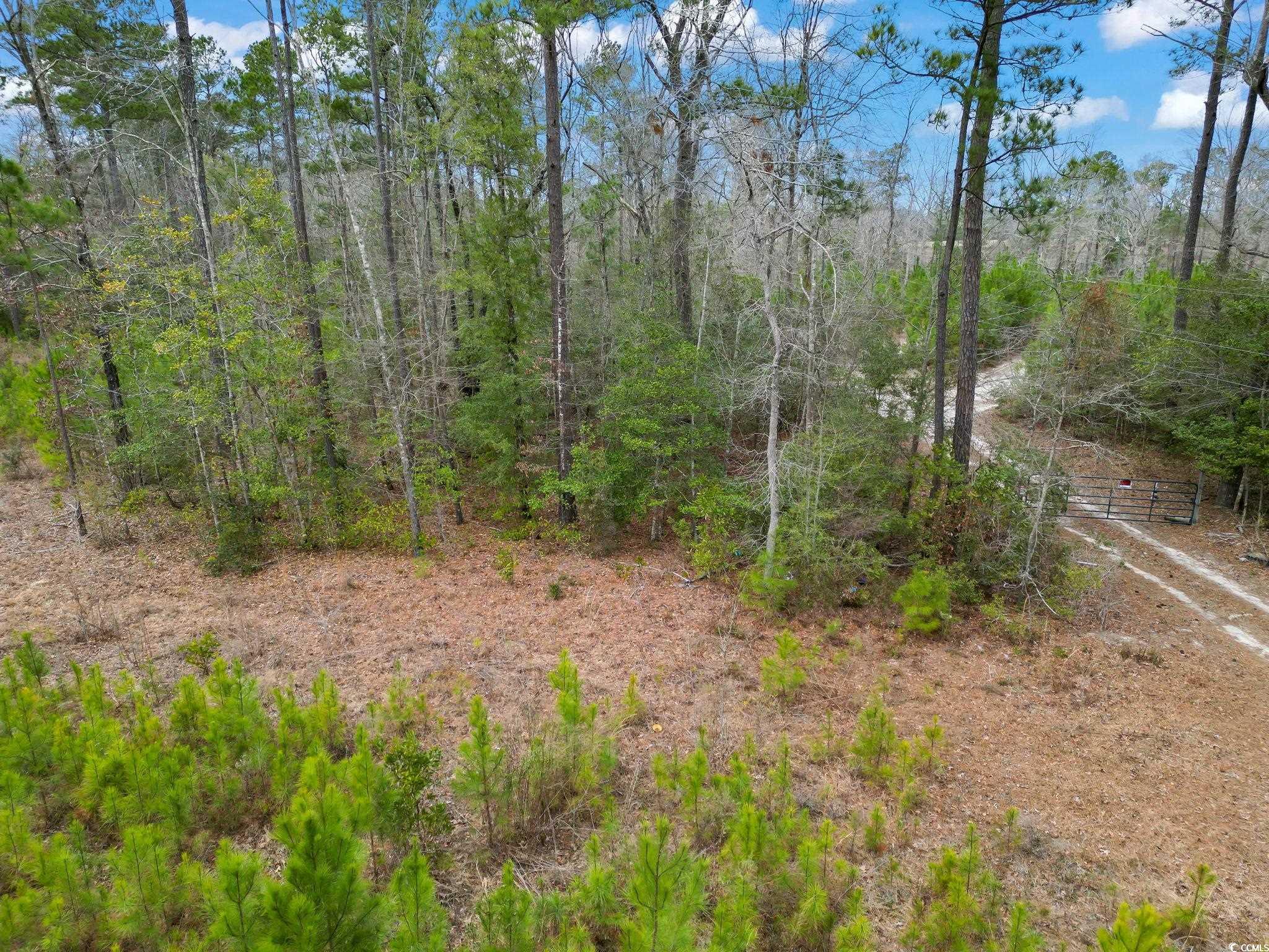 641 Gene Drive Hemingway, SC 29554 - Photo 11 of 15 View of local wilderness